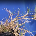 Dry brown thin bladed grassy weed