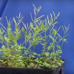 Bittercress is an unremarkable green weed with tiny leaves.