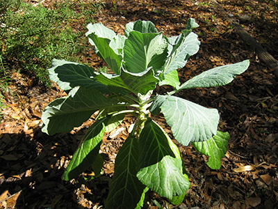 A Brussels sprouts plant, with a thick woody central stem and large green leaves.