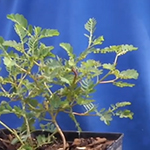 Chamberbitter is a weed that resembles a miniature mimosa tree.