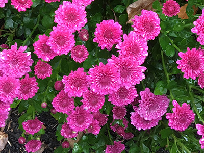 Hot pink mums