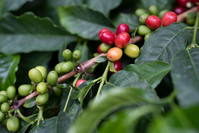 Close look at coffee berries; some are still green and others are turning red
