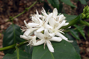 A cluster of small white flowers on a coffee plant in Costa Rica.