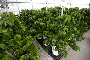 Coffee plants growing in a greenhouse