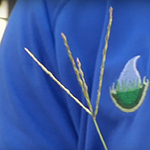 A thin grassy blade that ends in a Y shape