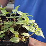 Small green plant with teardrop shaped leaves