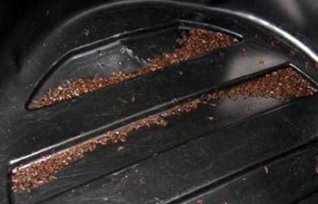 Masses of tiny dead lawn shrimp collecting at the bottom of a black plastic container.