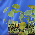 Green low growing plant with lilypad like leaves