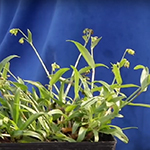 Low growing grassy weed