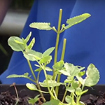 Small green plant with oval shaped leaves serrated at the edges.