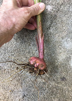 The bulbous bottom of a gladiola plant, roots and all.