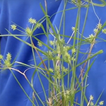 Grassy weed with spiky green balls at the tips