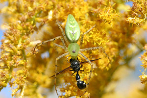 A pale green spider catches a black ant like insect.