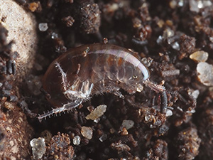 Incredibly close view of the teeny tiny lawn shrimp.