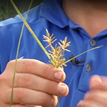 A weed that resembles short growing wheat