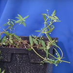 small green plant with long curling stems, tiny thin leaves and even small dots of white flowers.
