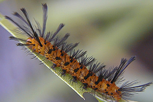Orange caterpillar with long black bristly hairs.