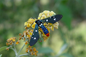 Moth that resembles a wasp, blue body with an orange-red back end. Its black wings are spotted.