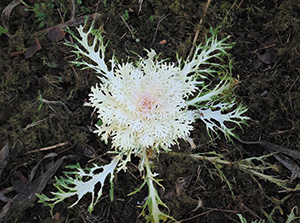White peacock kale has a center of white fern like leaves and longer but thin leaves reaching outwards, green with white veins.
