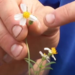 Small daisy like flower with simple petals and a fuzzy yellow center