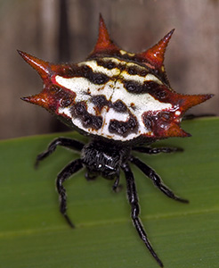 A small spider looking very much like a black crab with a white shell and red spines.