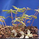 Weed with reddish, fleshy stems topped with green leaves growing outward like an umbrella.