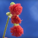 Small red flowers that resemble pom poms