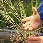 Sparse grassy weed with tough leaf blades