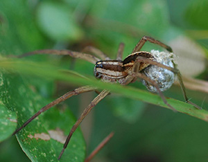 A female wolf spider carrying her egg sac