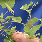 Small weedy plant resembling a leggy clover