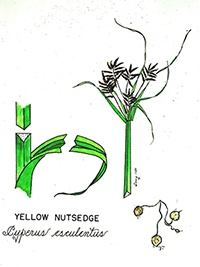 Drawing of the plant