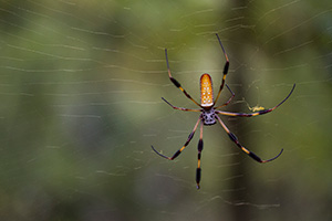 A orange and black banana sider hanging on its nearly invisible web.