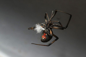 Female brown widow spider producing silk with red markings visible.