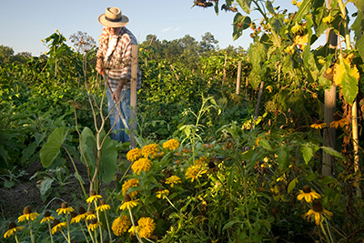 Man working in an organic home garden
