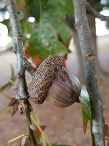 A Shumard oak acorn with a large rough "cap" and brown nut with faint striping.