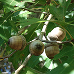 The large acorns of a Shumard oak 