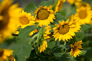 Yellow sunflowers