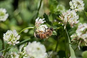 Honey bee on white clover flower