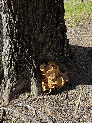 A cluster of shelf-like tan mushrooms at the base of a tree.