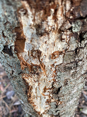 Peeled back bark revealing white fungal growth