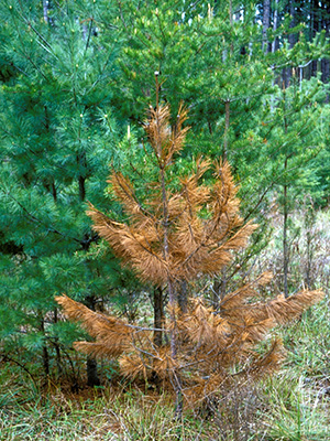 A young pine tree brown and dead, standing amongst green mature trees.