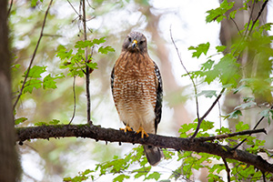 Hawk with tan and white chest perched on a tree branch and looking at the camera quizzically  