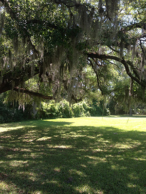 An old oak tree with wide canopy provides shade below