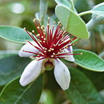 Single flower of pineapple guava has white petals and a profusion of long red stamens tipped in yellow.