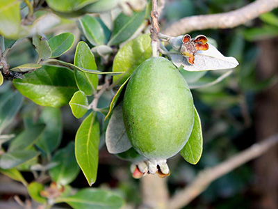 Green egg-shaped fruit of pineapple guava plant, with the blossom flare visible at the bottom.