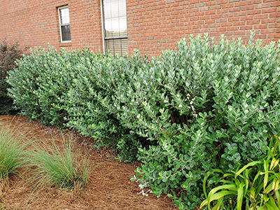 A nice line of pineapple guava shrubs as a hedge against a brick building.
