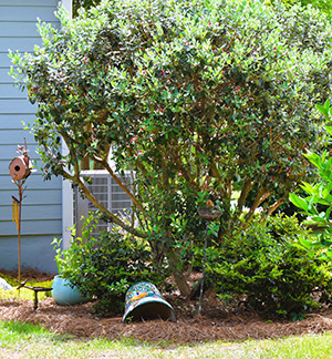 Pineapple guava as a large shrub or small tree in a home landscape.