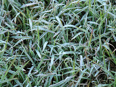 Frost on turf grass