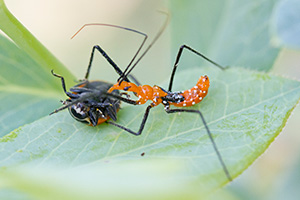 An assassin bug with white-speckled, bright orange body and long black legs