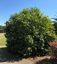 A large, round shrub with glossy green leaves in a public garden.